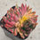 Thumbnail: Echeveria Bailey variegated 