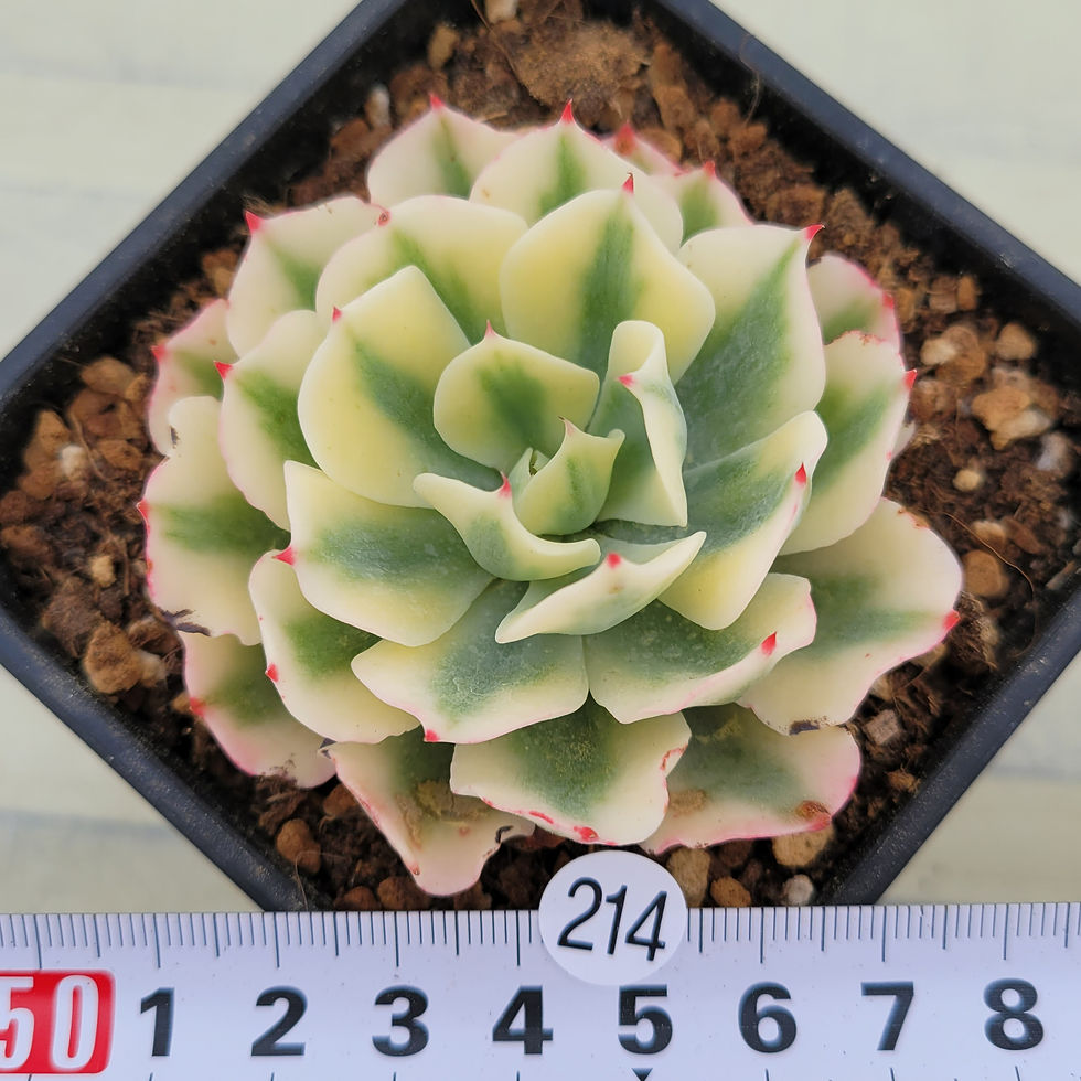 Thumbnail: Echeveria Snow Flying variegated 