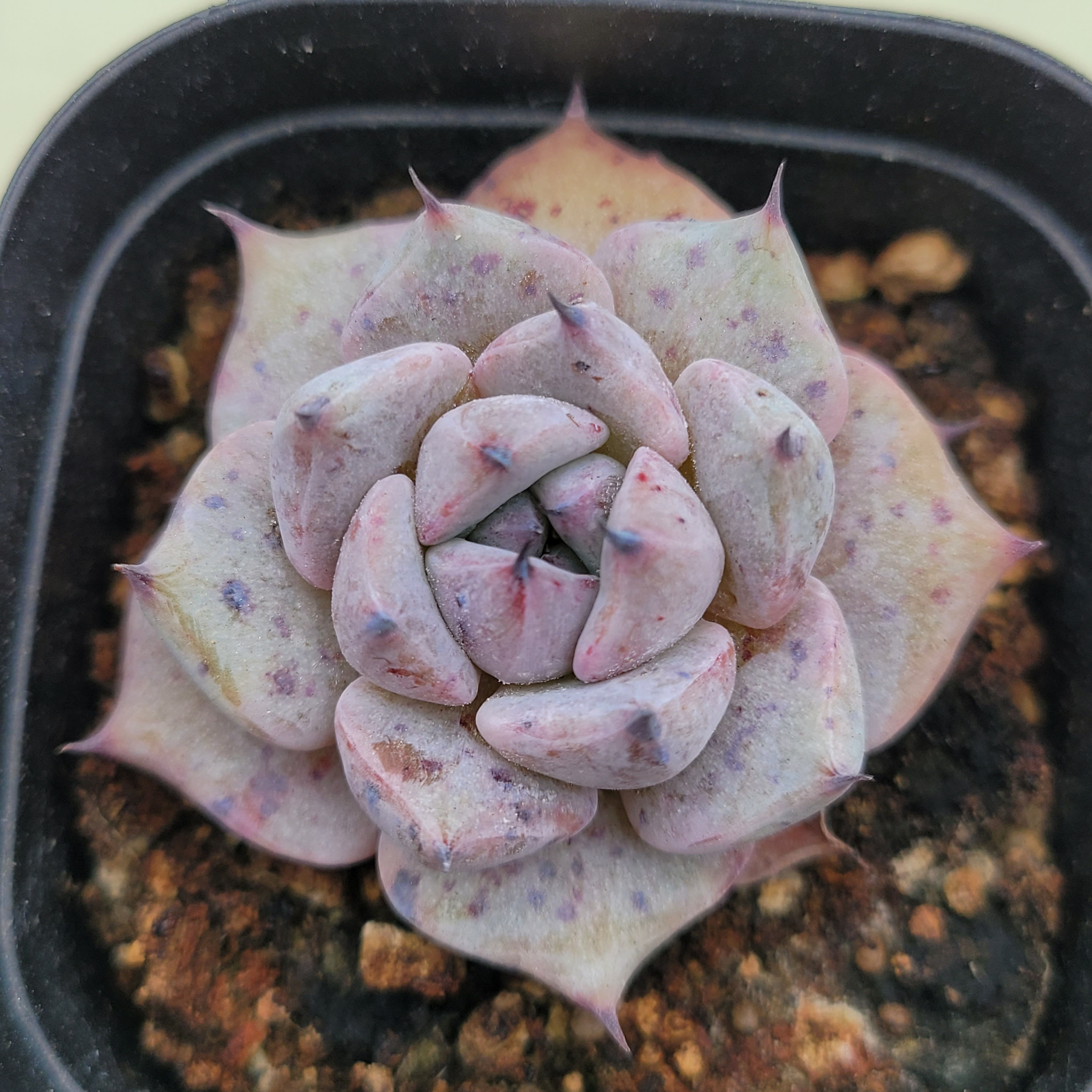 Echeveria Larega