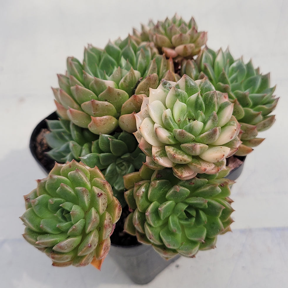 Thumbnail: Echeveria Olivia White variegated cluster 