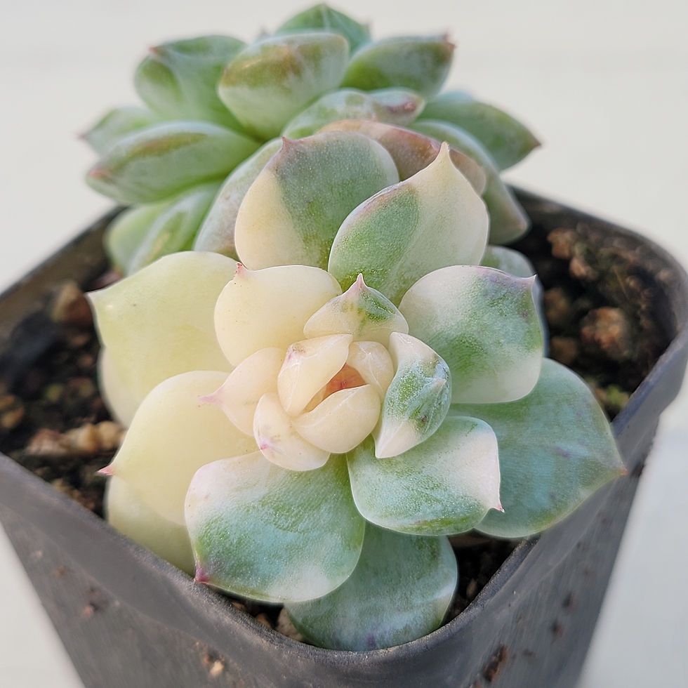 Thumbnail: Echeveria Ultra Violet variegated 