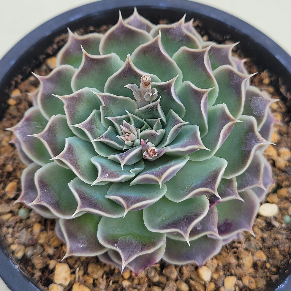 Thumbnail: Echeveria Purple Sapphire 
