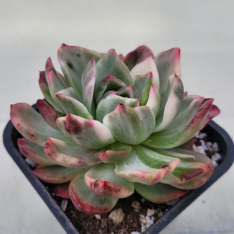 Thumbnail: Echeveria Crimson Lilac variegated 