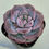 Thumbnail: Echeveria Silver Snowflake 