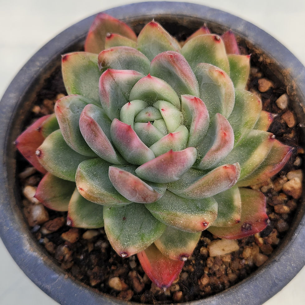 Thumbnail: Echeveria Golden Bling variegated 