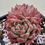 Thumbnail: Echeveria Zaniolo 