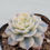 Thumbnail: Echeveria Glauca variegated 