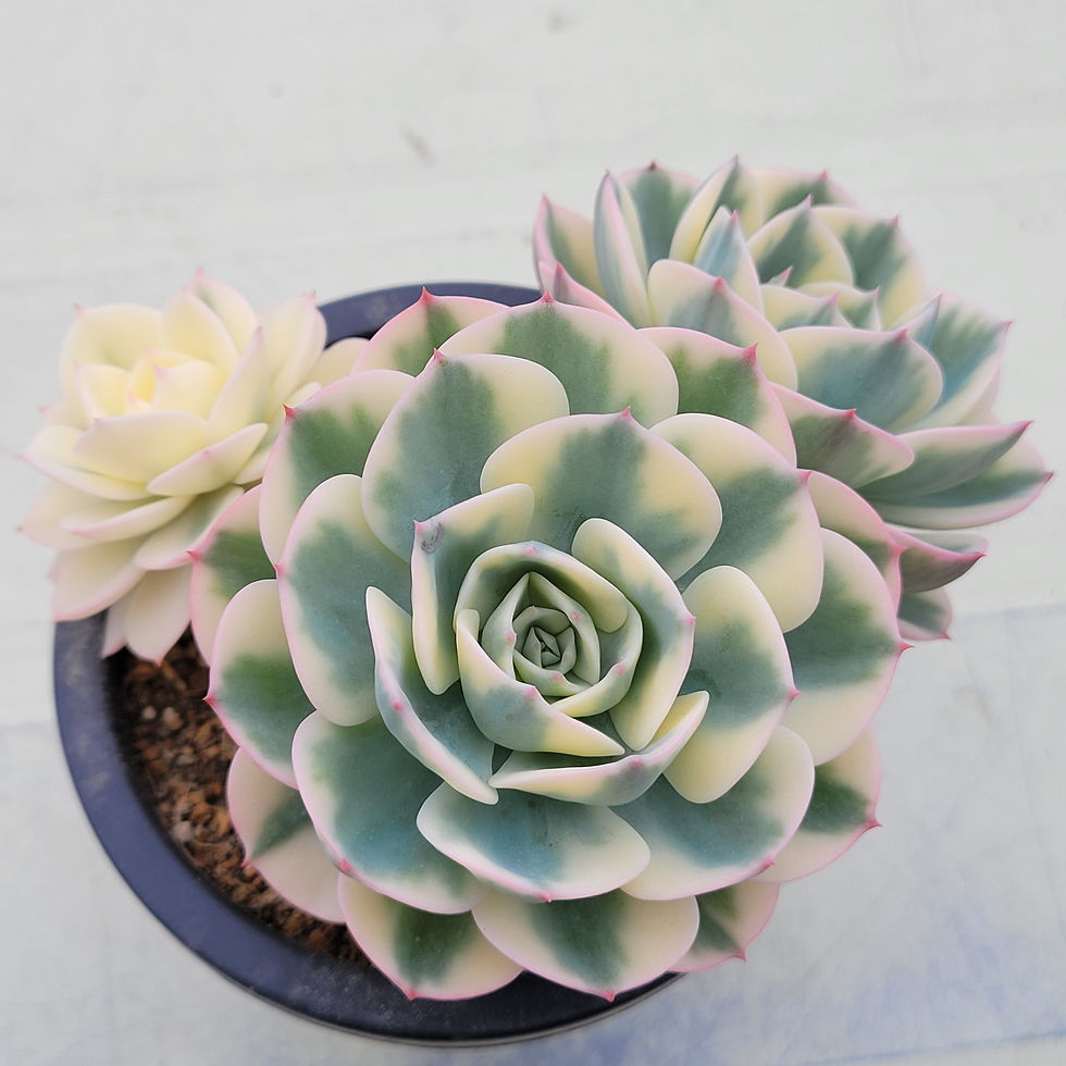 Thumbnail: Echeveria Lenore Dean 