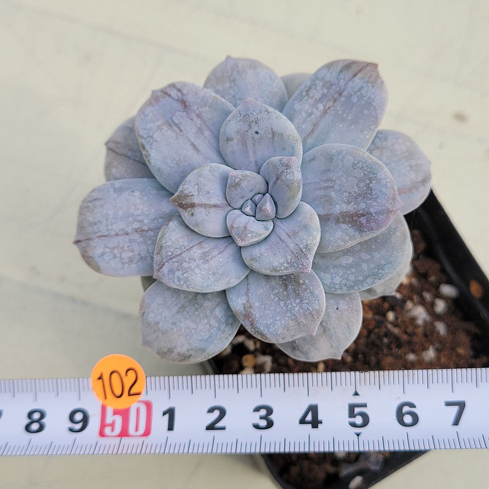 Thumbnail: Graptopetalum Pentandrum Silverbum variegated 