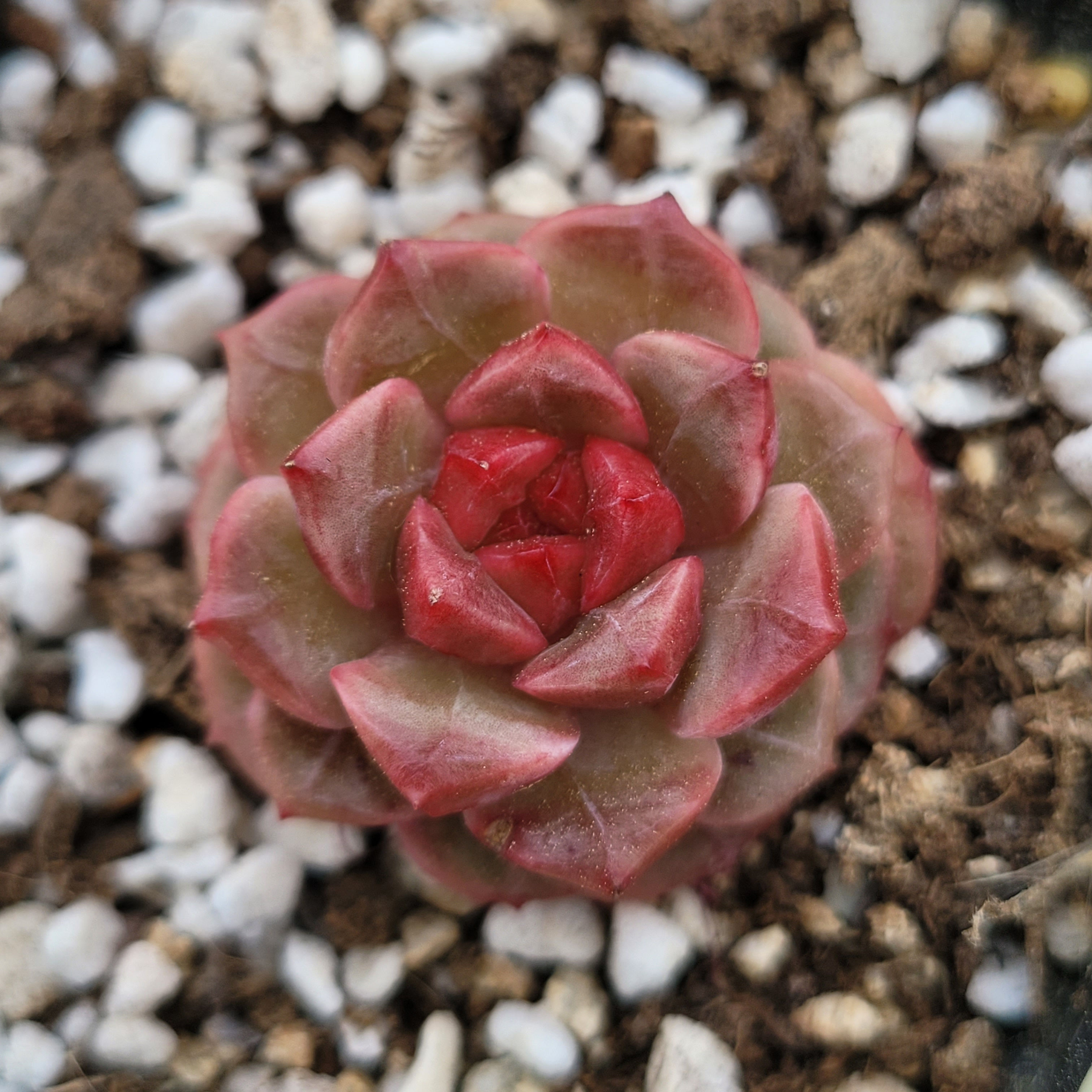 Echeveria Healing Pink 