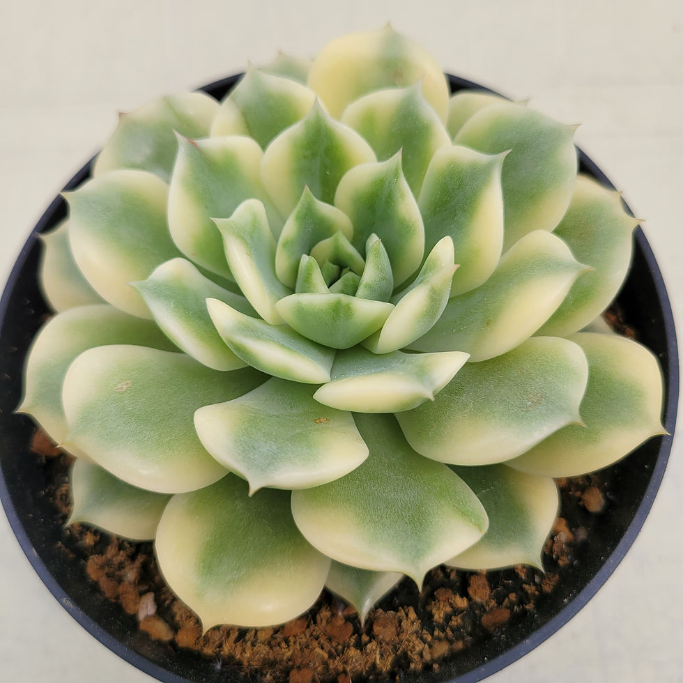 Thumbnail: Echeveria Stika variegated 