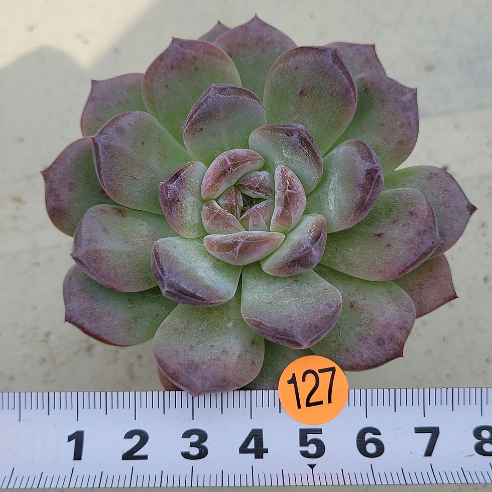 Thumbnail: Echeveria Pumpkin Jelly 