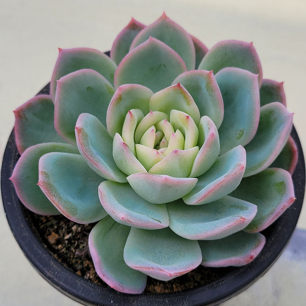 Thumbnail: Echeveria Suryon variegated 