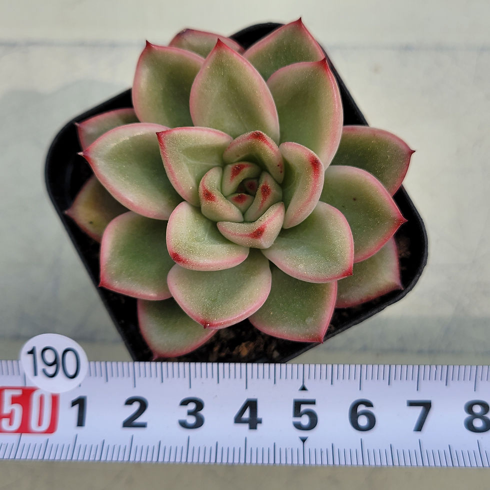 Thumbnail: Echeveria Herson 