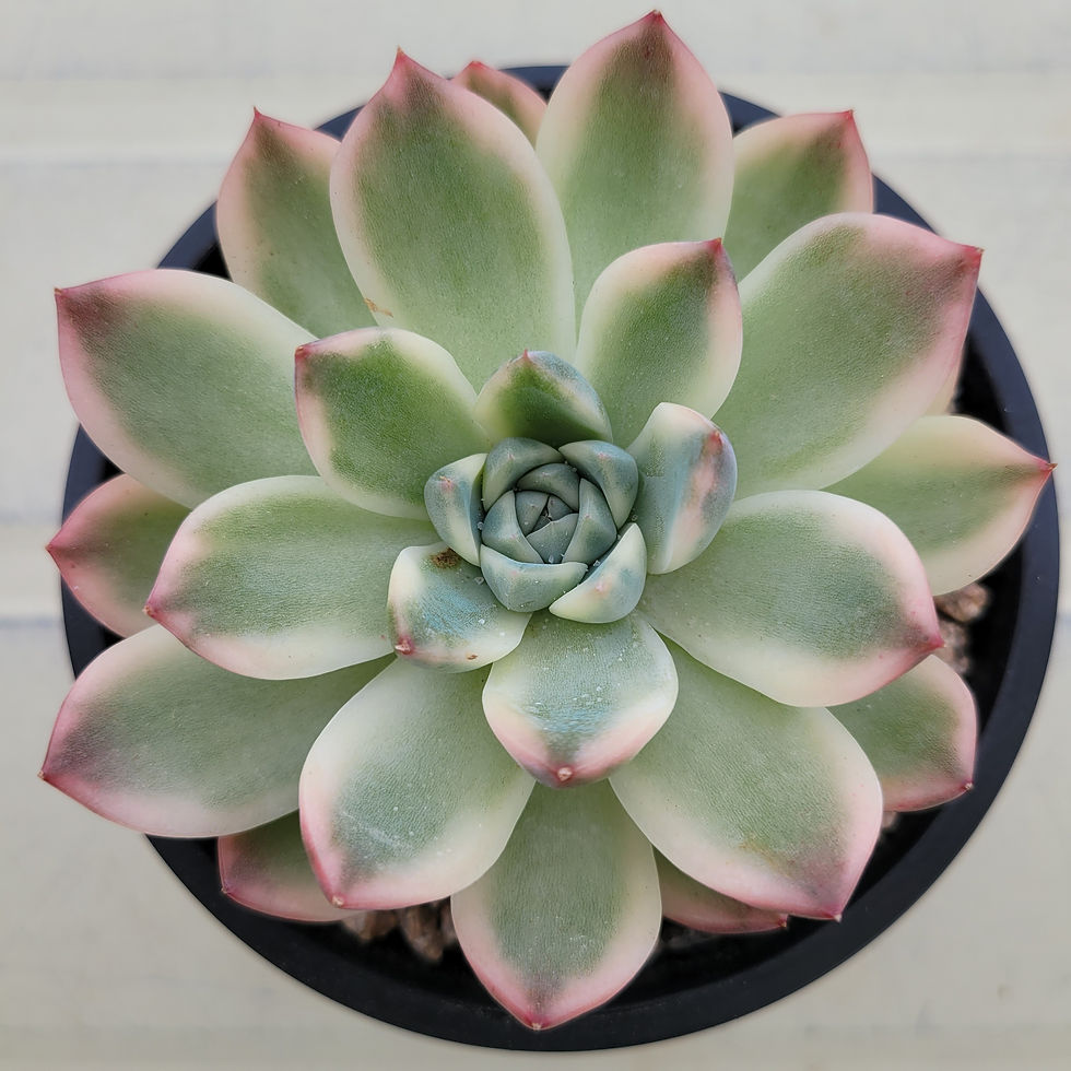 Thumbnail: Echeveria Alba beauty variegated 