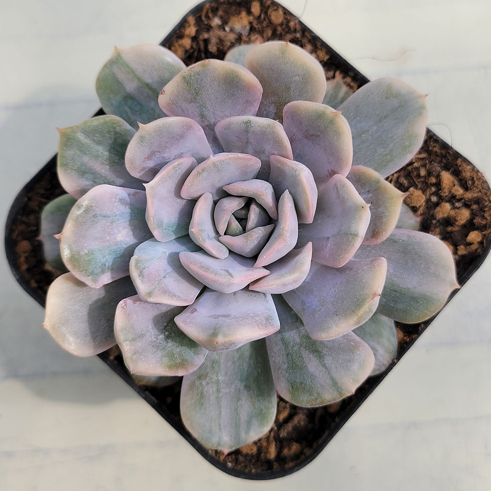 Thumbnail: Echeveria Pinky Punky variegated 