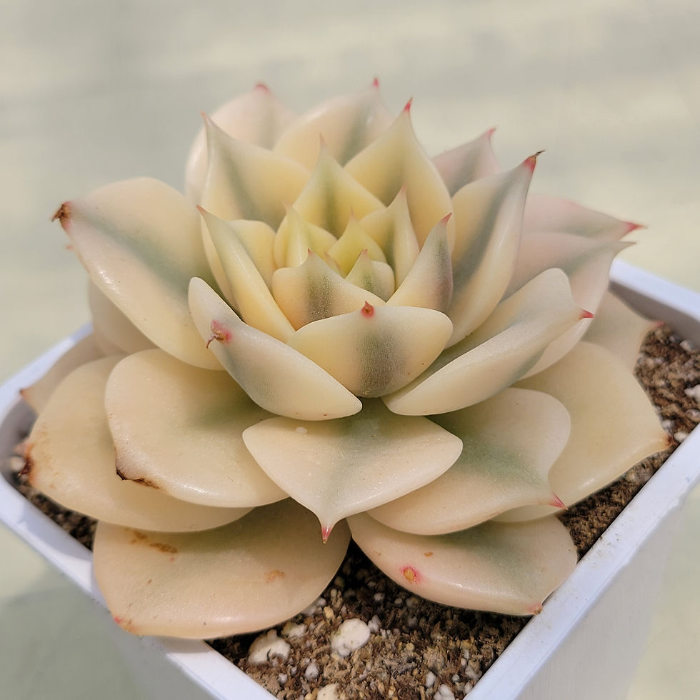 Thumbnail: Echeveria Sapphire variegated 