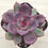 Thumbnail: Echeveria Purple Magnus 