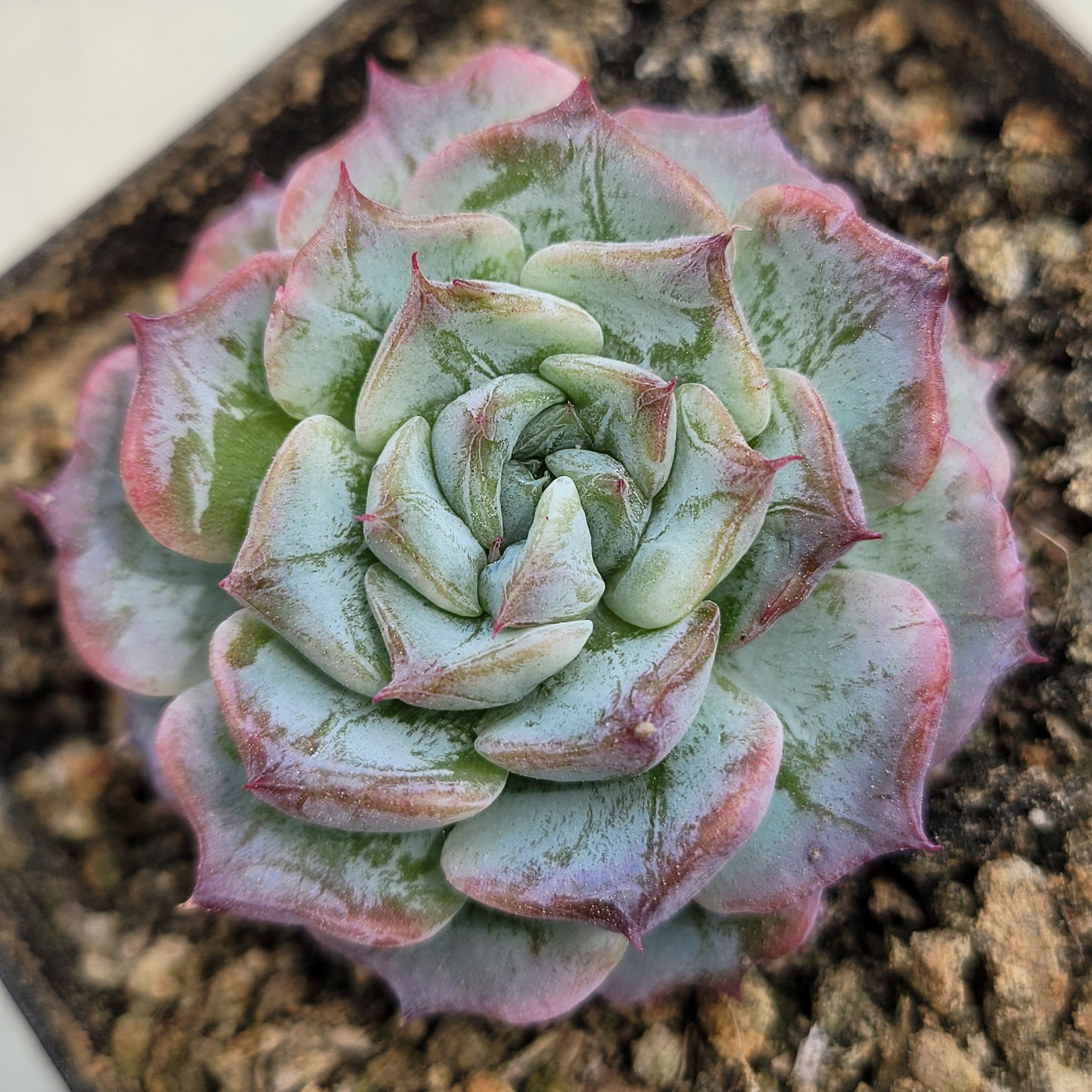 Echeveria Purple Moon 