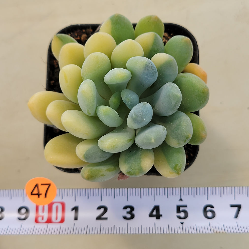 Thumbnail: Pachyveria Pachyphytodies Walth variegated 