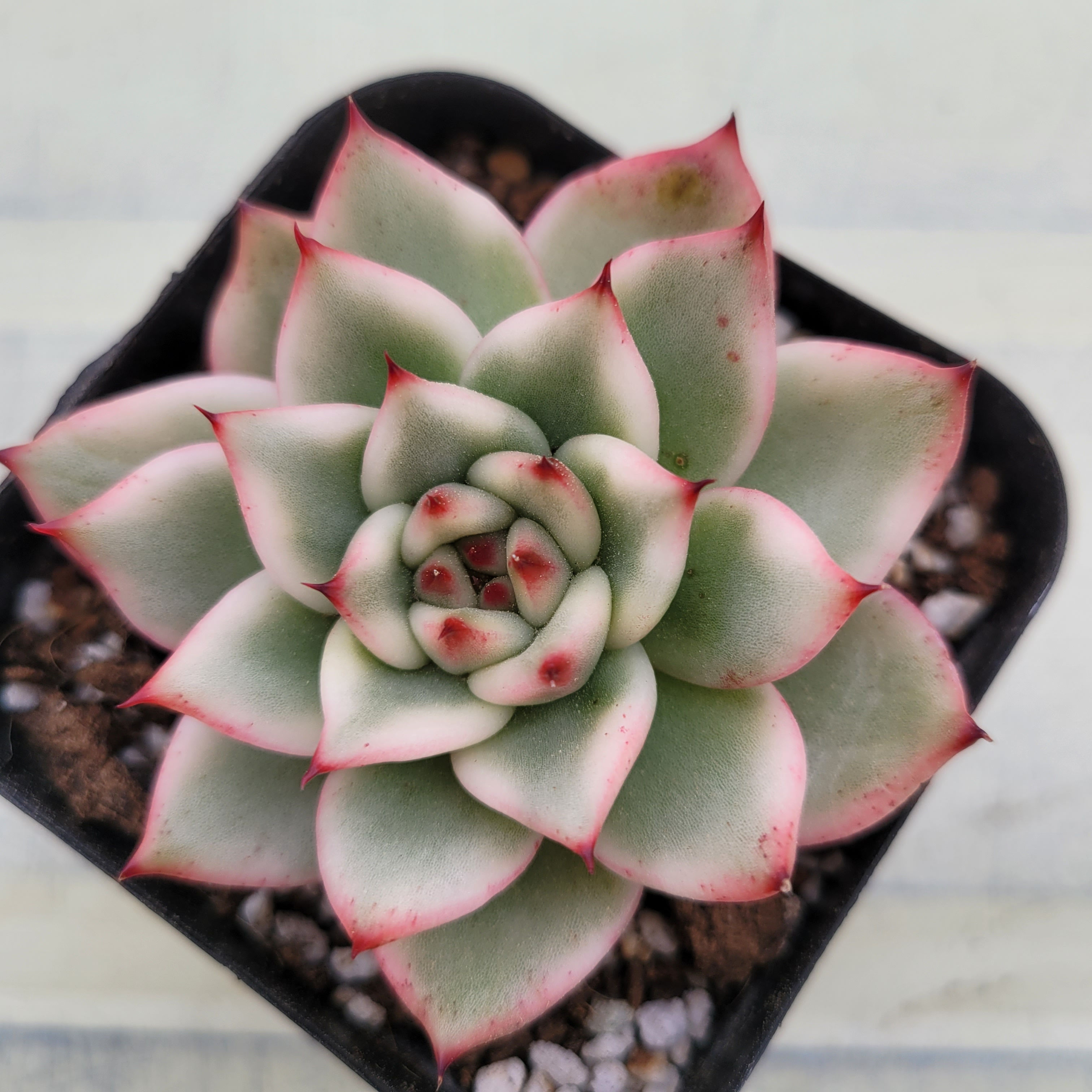 Echeveria Agavoides Amestro variegated 