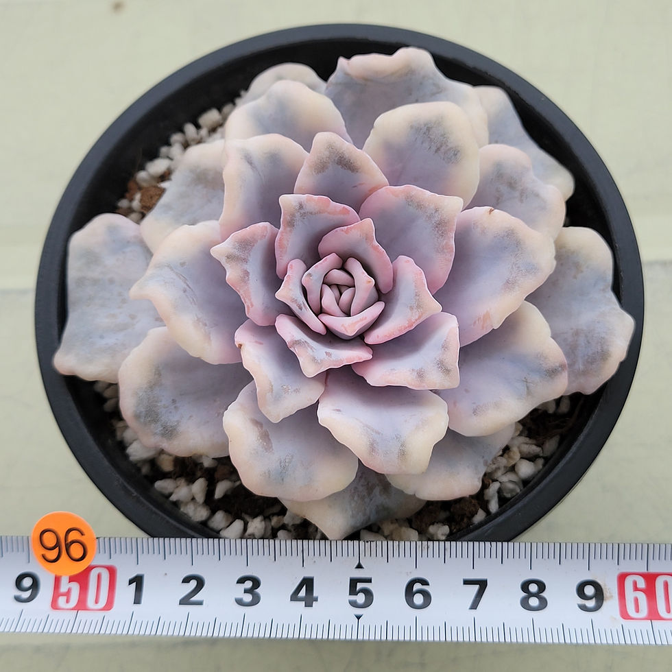 Thumbnail: Echeveria Crispate Beauty variegated 