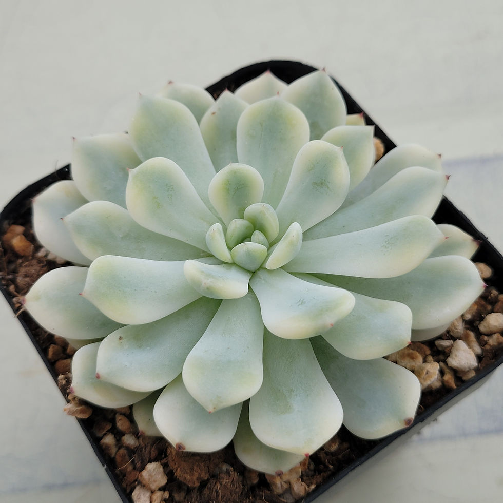 Thumbnail: Echeveria Beyant variegated 