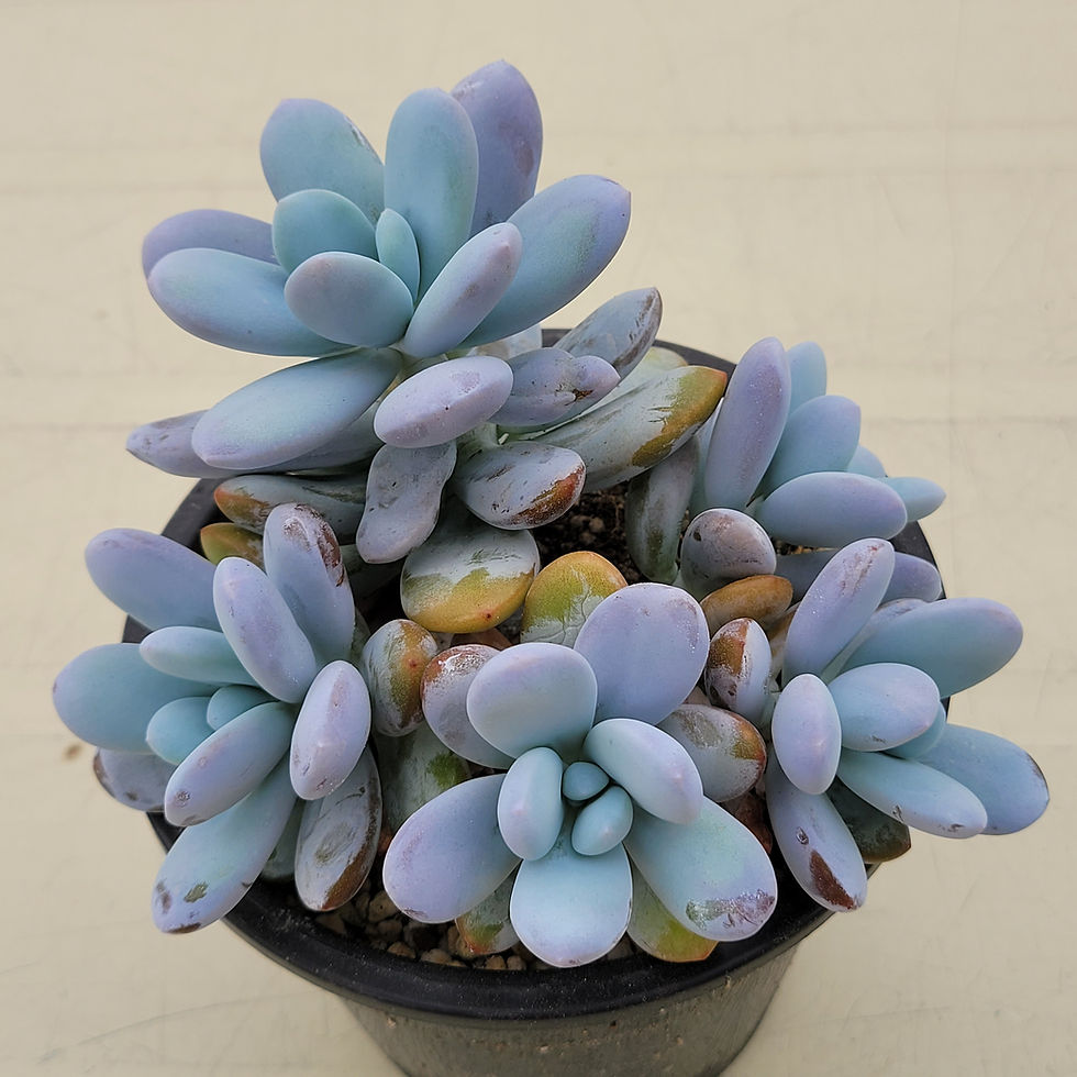 Thumbnail: Pachyphytum Cuicatecanum cluster