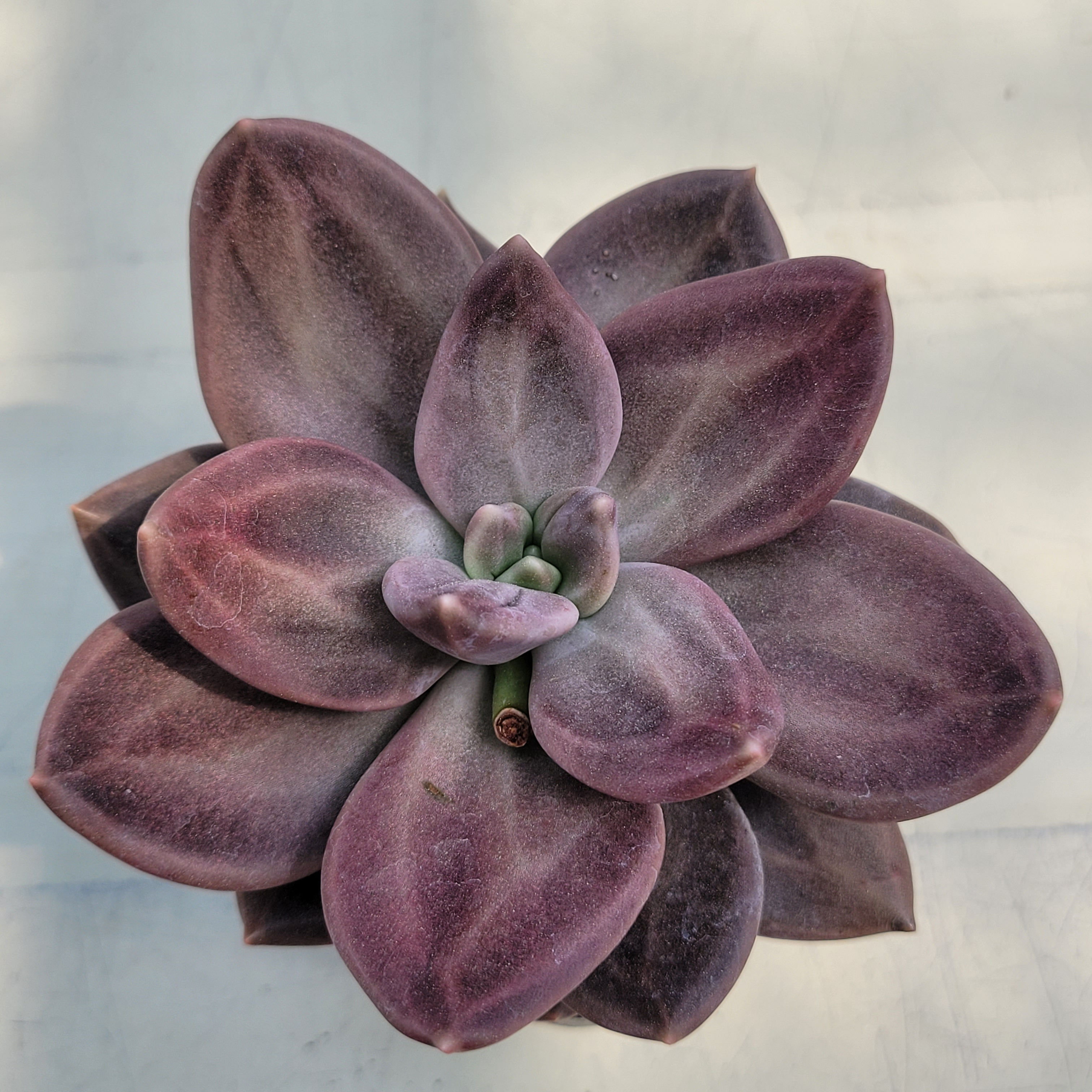 Echeveria Xichuensis 
