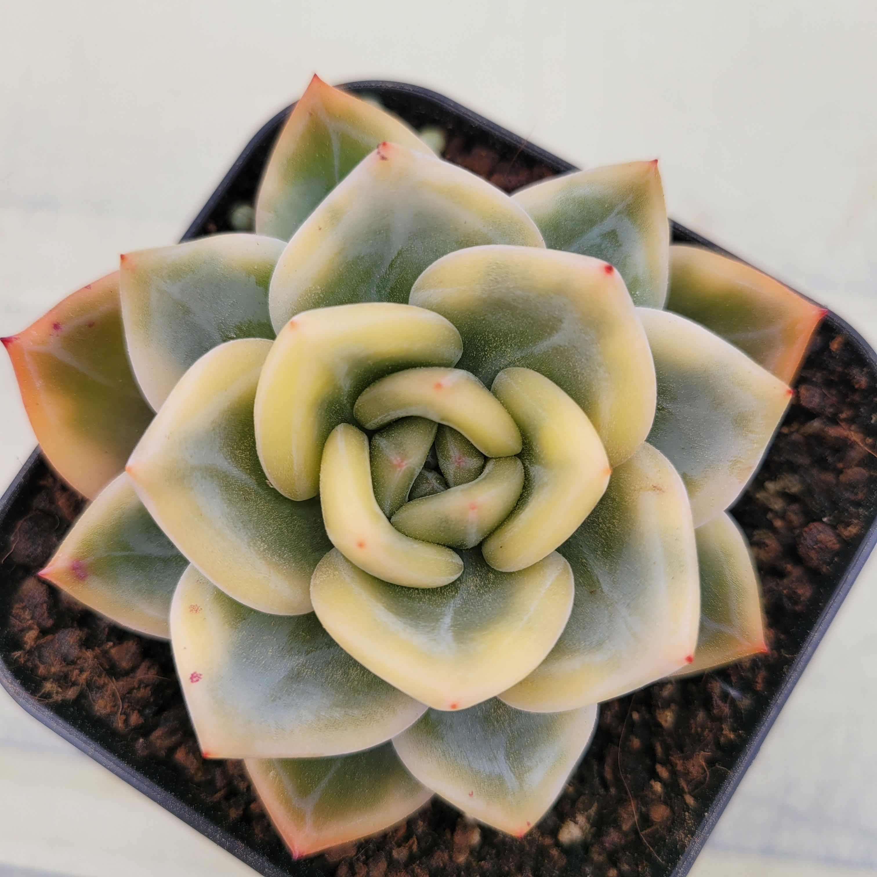 Echeveria Elizabeth variegated 