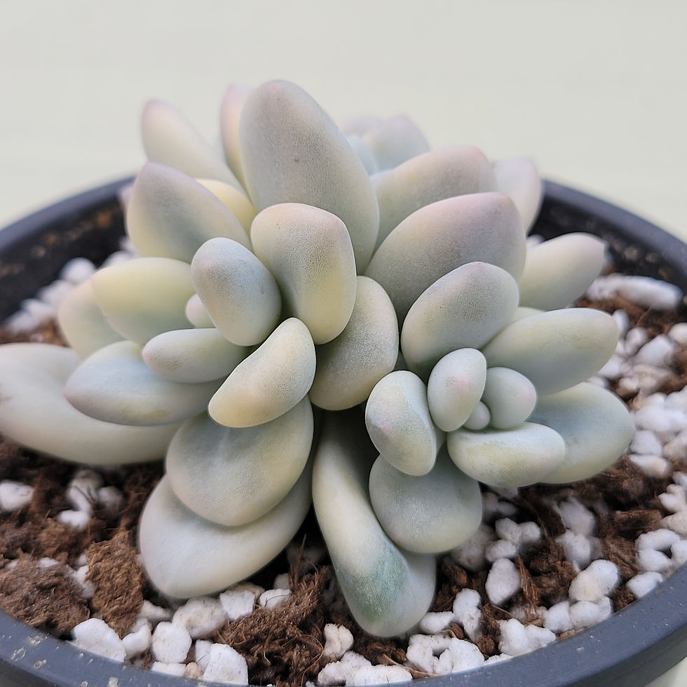 Thumbnail: Echeveria Queen's Ball variegated 