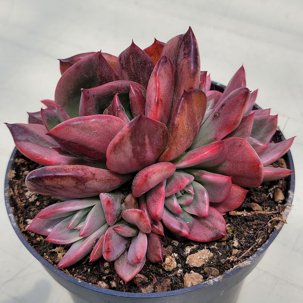 Thumbnail: Echeveria Reason variegated 