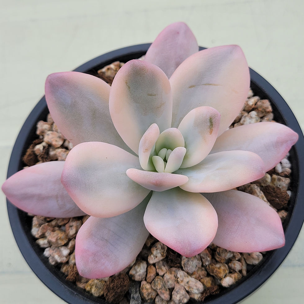 Thumbnail: Pachyphytum Pink Frevel variegated 