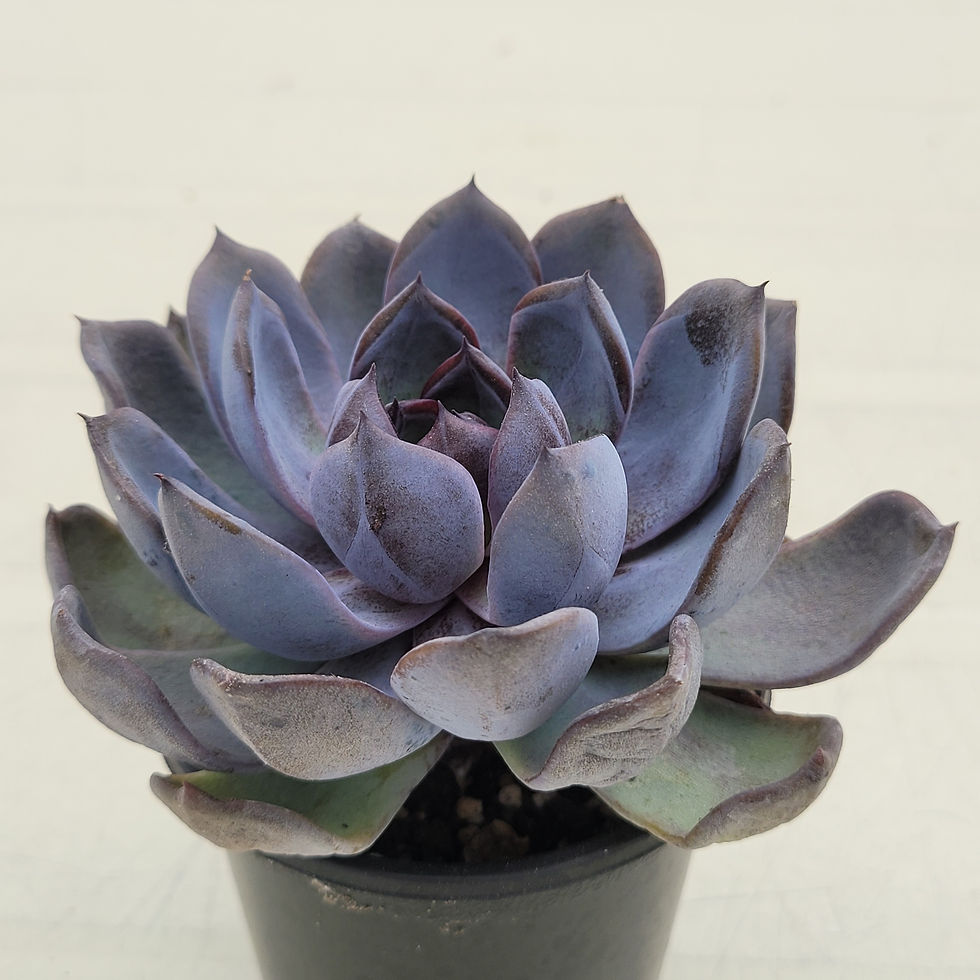 Thumbnail: Echeveria Black Velvet 