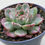 Thumbnail: Echeveria Chris Boney variegated 