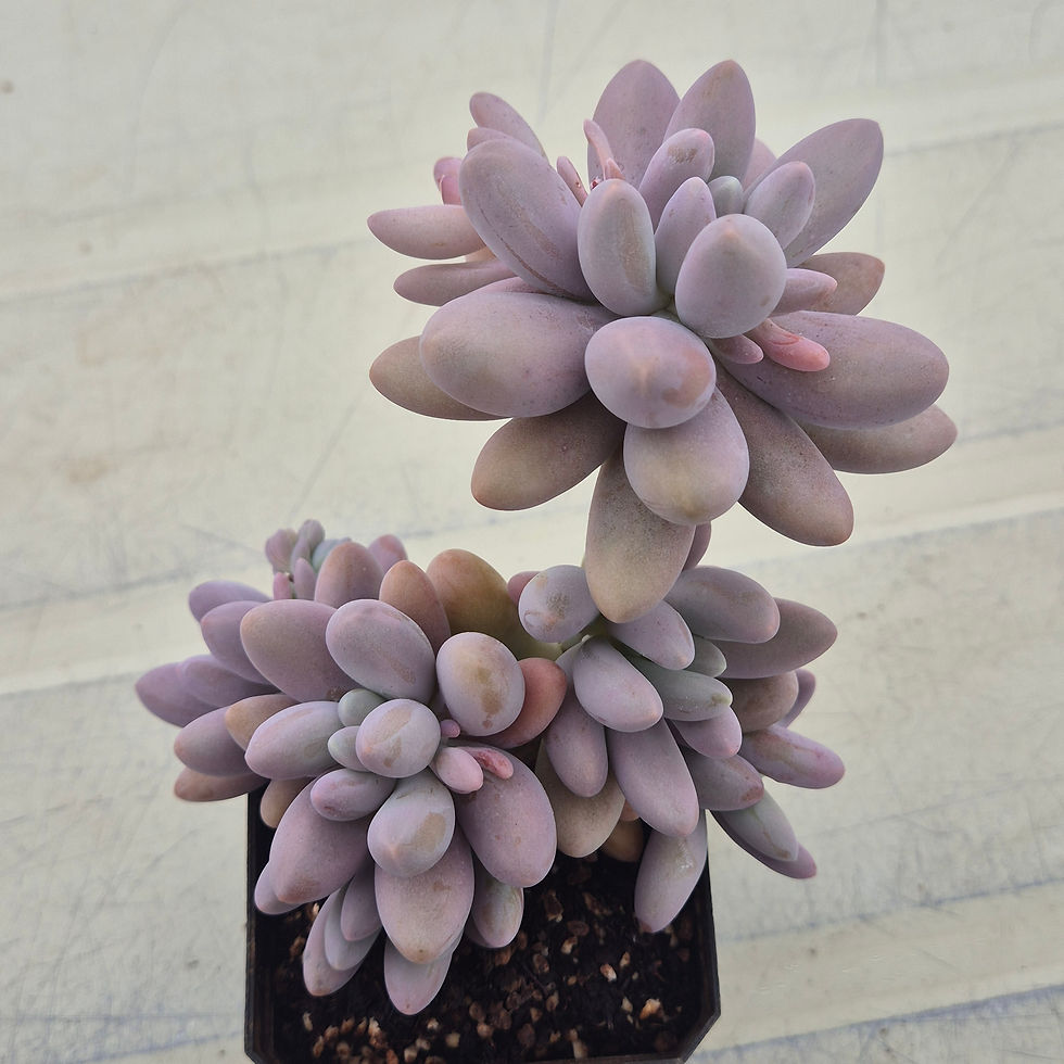Thumbnail: Pachyphytum Purple beauty cluster 