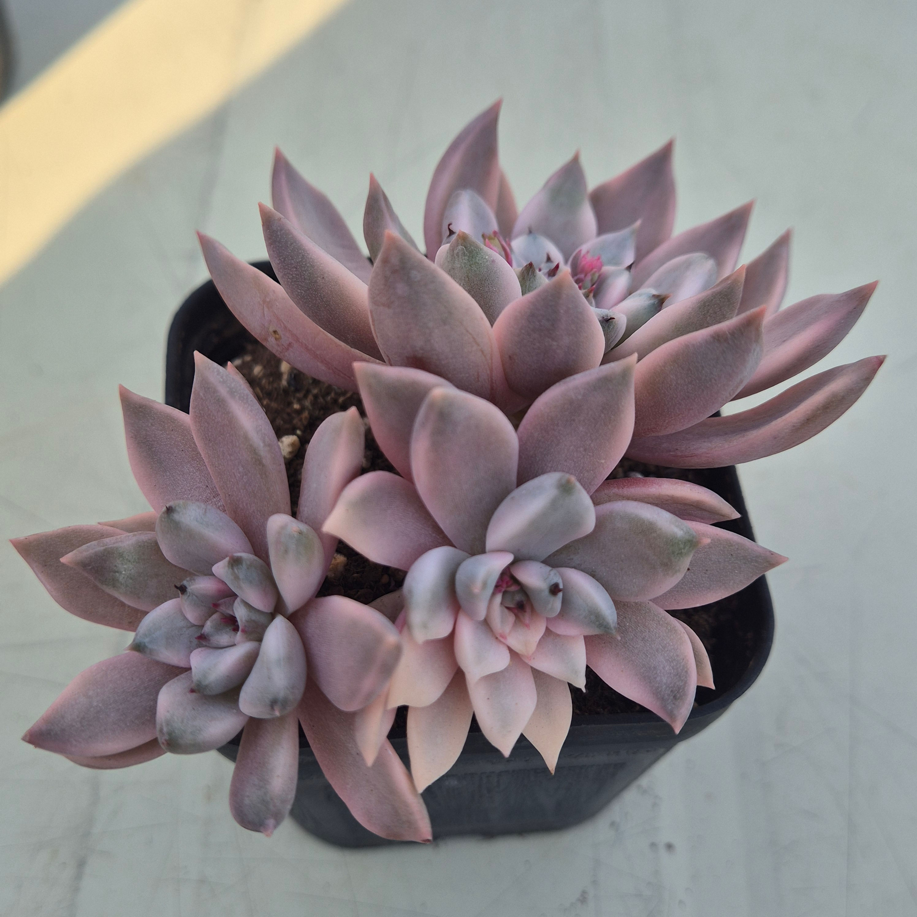 Echeveria Pink Zaragosa variegated cluster 