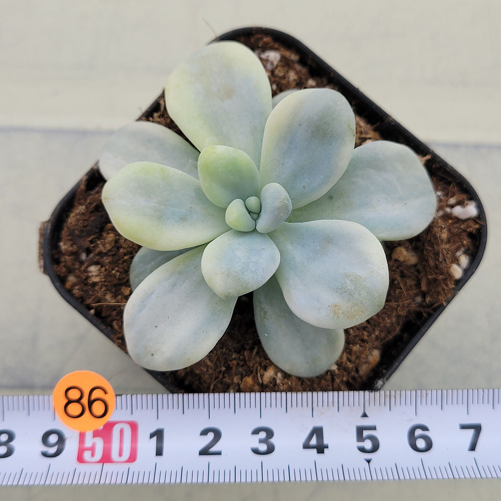 Thumbnail: Echeveria Lala variegated 