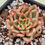Thumbnail: Echeveria Alsnell variegated 