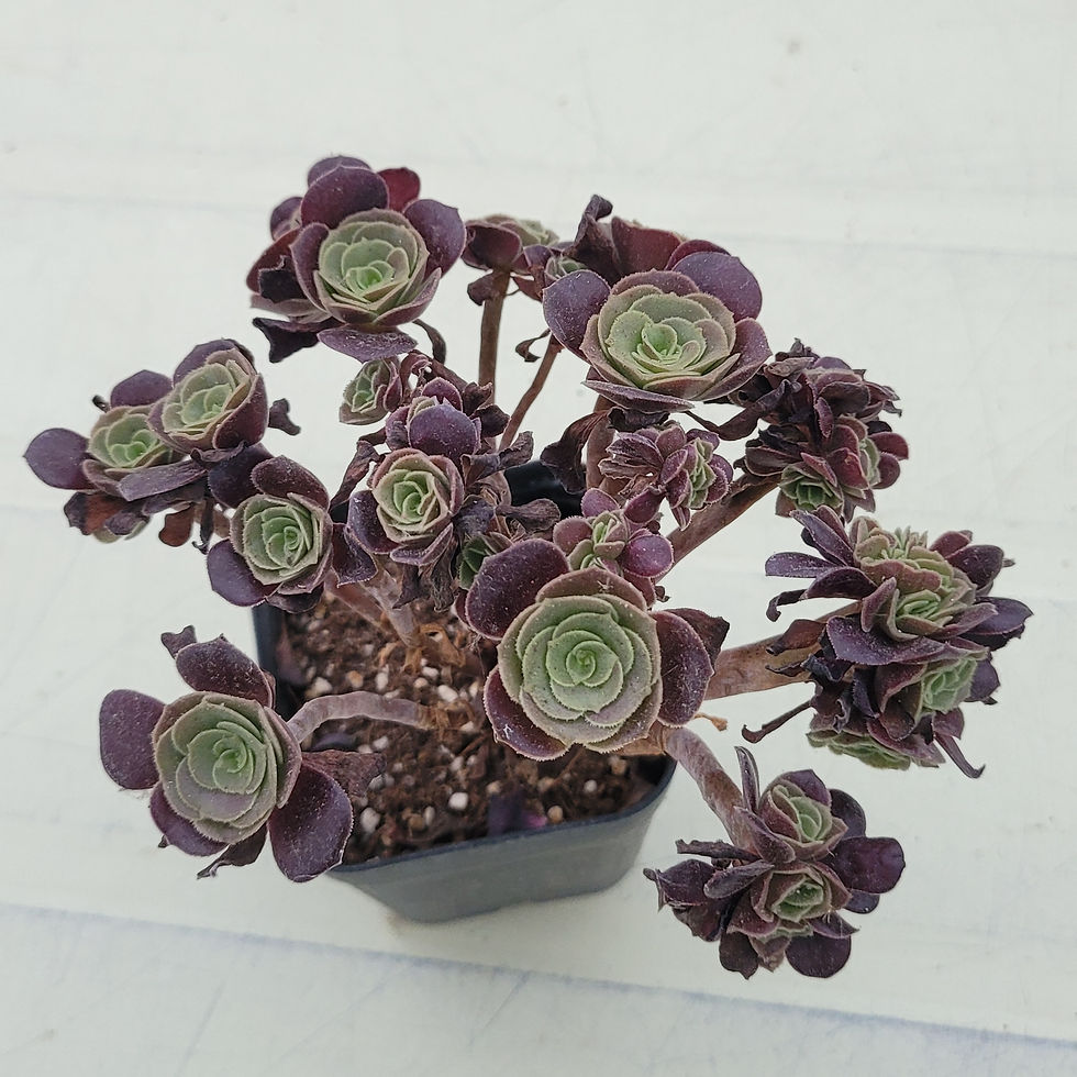 Thumbnail: Aeonium sp