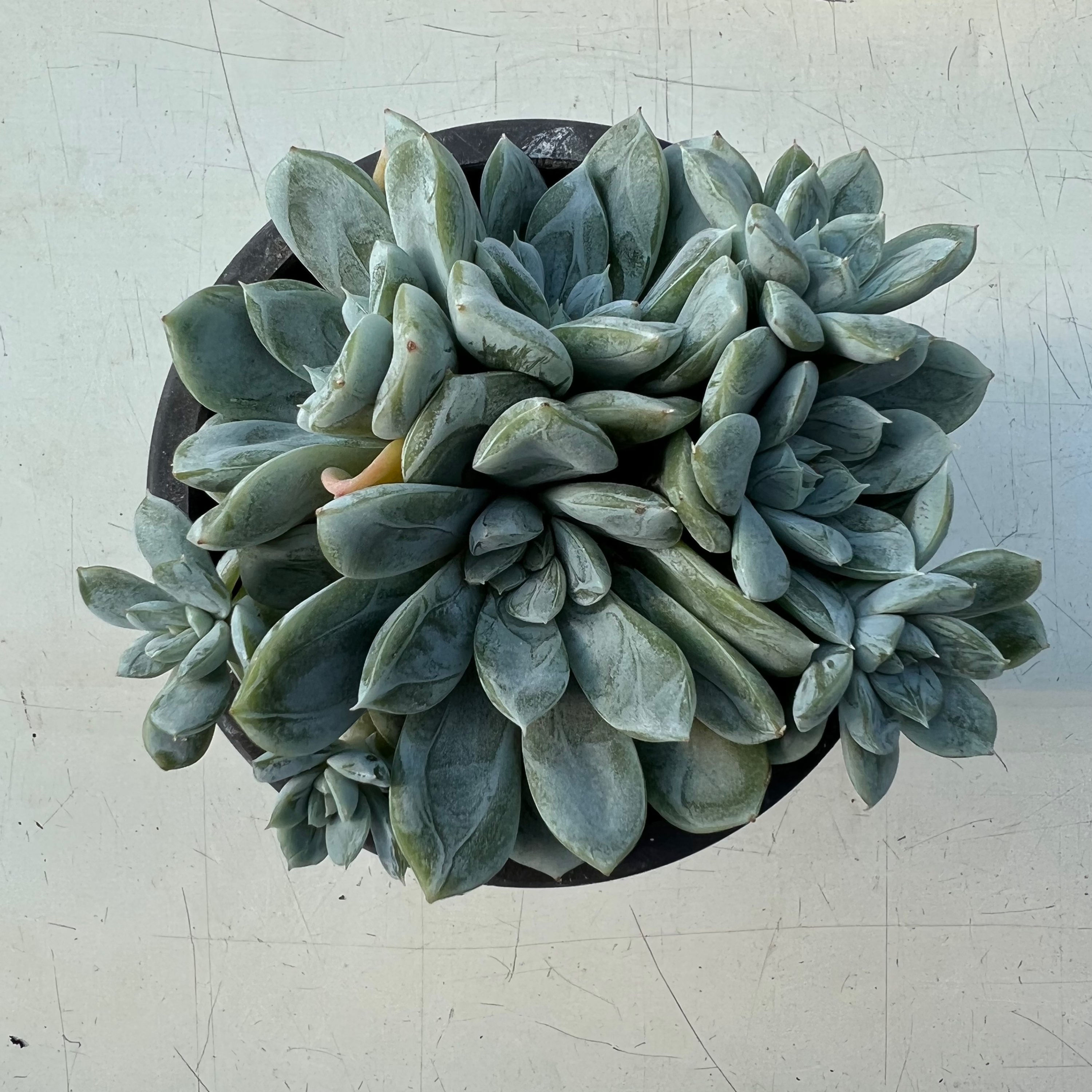 Echeveria Elsa 