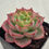 Thumbnail: Echeveria Ice Pinky 