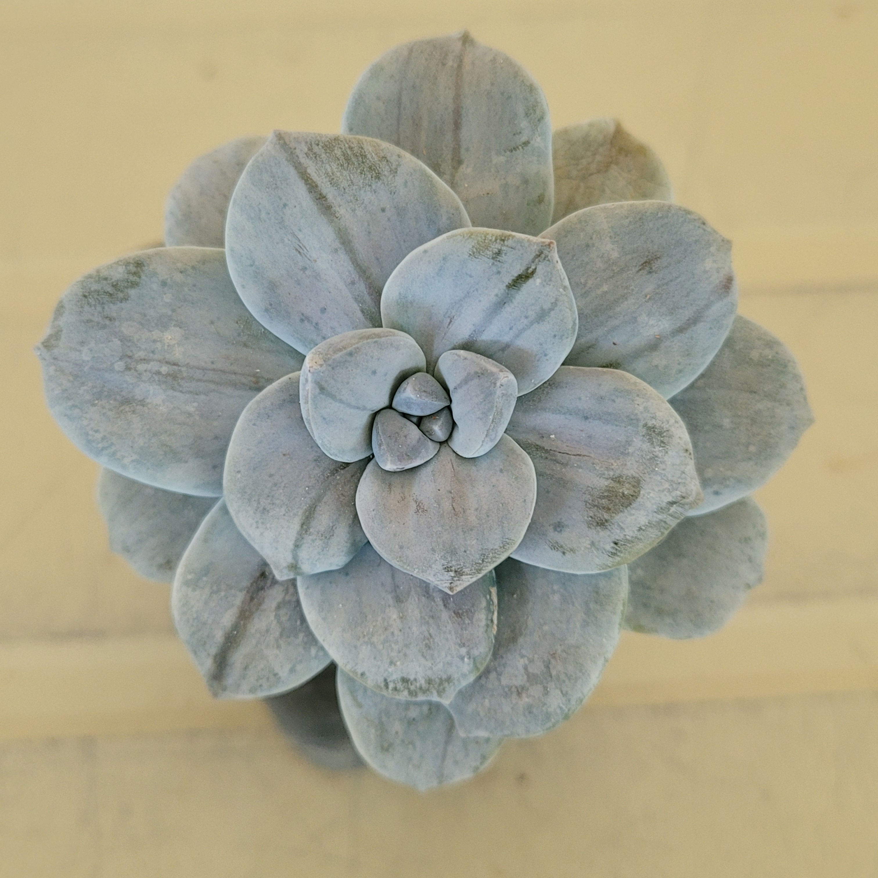 Graptopetalum Pentandrum Silverbum variegated 
