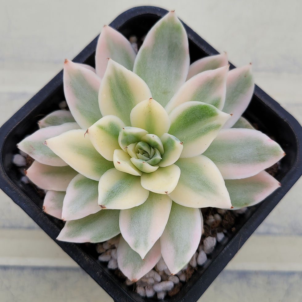 Thumbnail: Echeveria Paper Crane variegated 