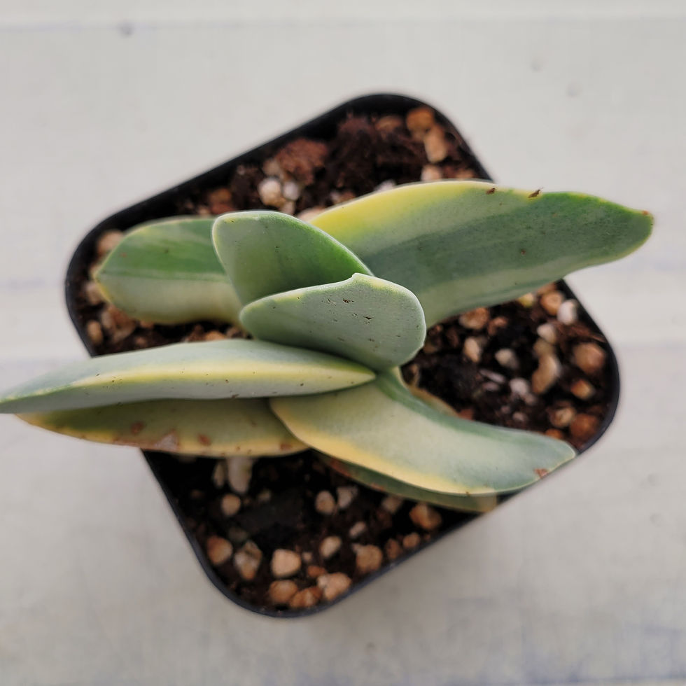 Thumbnail: Crassula Falcata variegated 