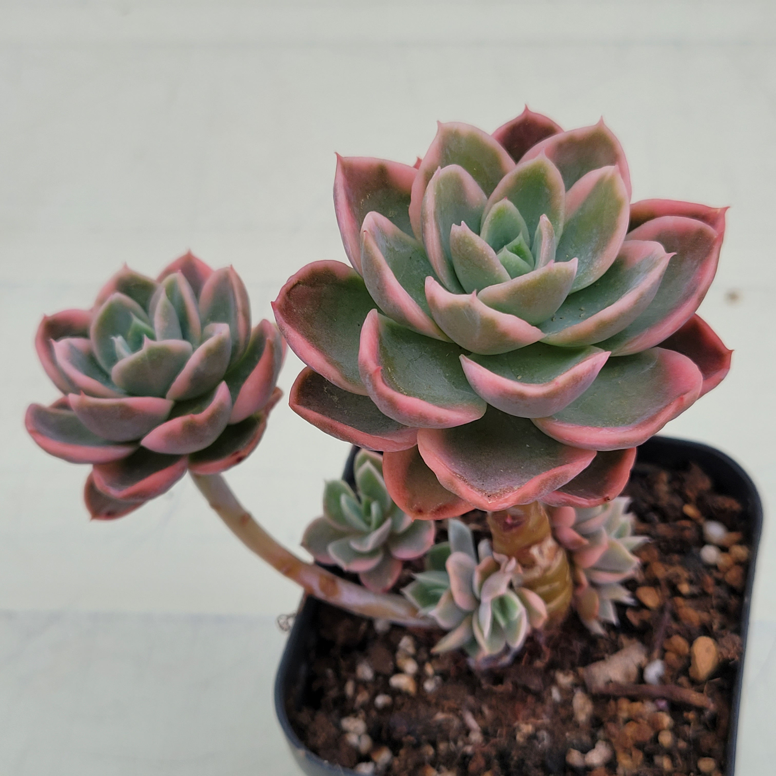 Echeveria Pink Vera variegated 