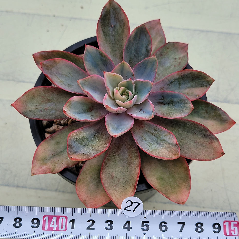 Thumbnail: Echeveria Hera variegated 