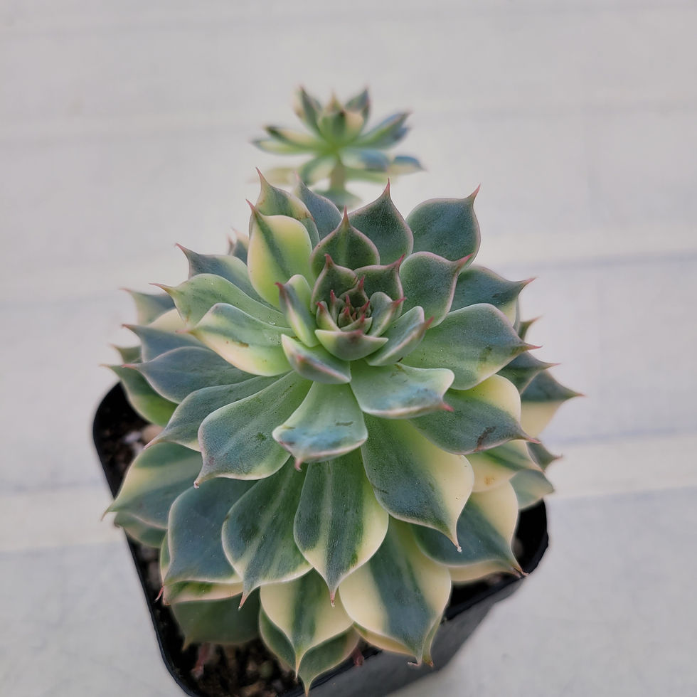 Thumbnail: Echeveria Halbingeri variegated 