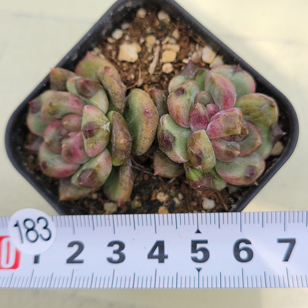 Thumbnail: Echeveria Stone Henge 