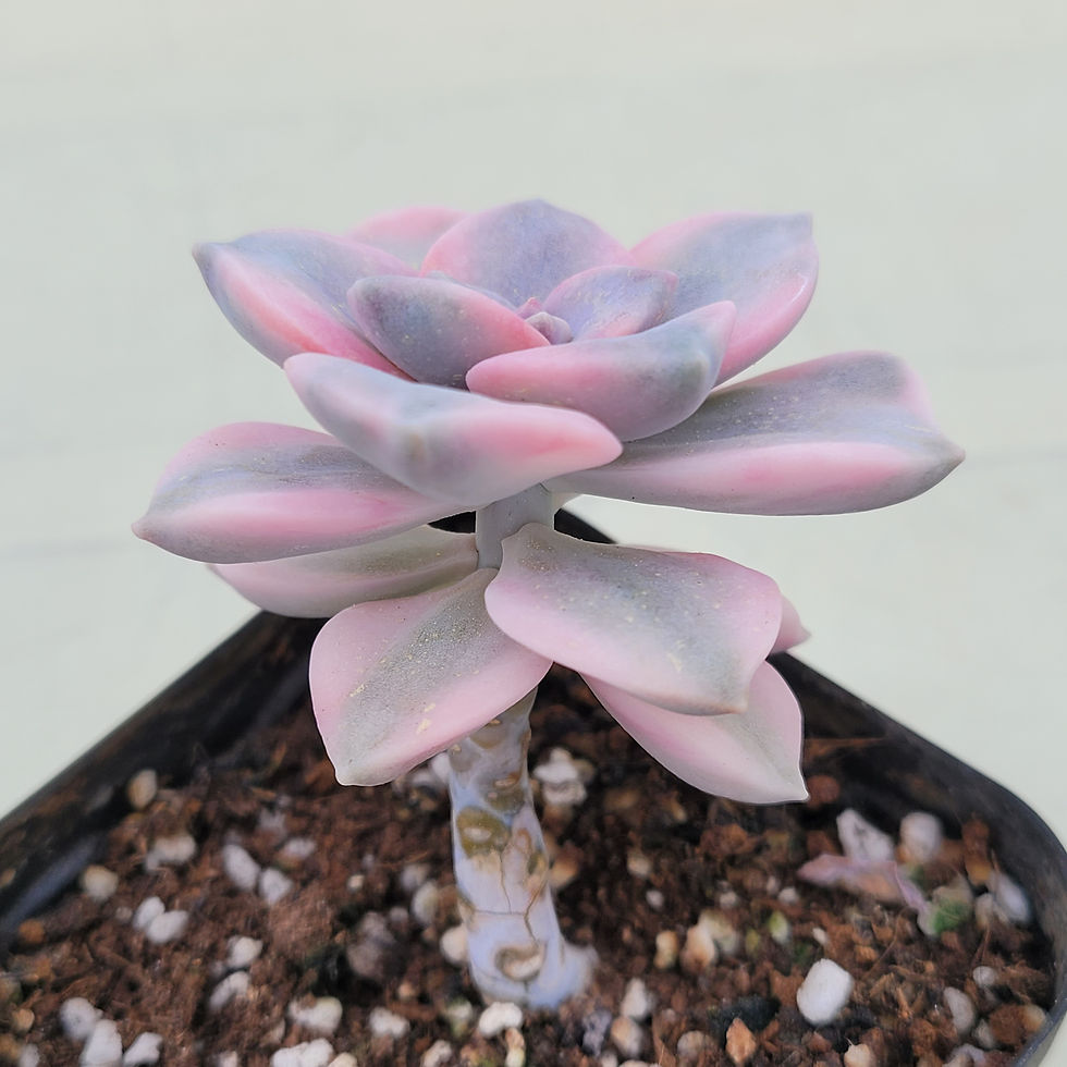Thumbnail: Graptopetalum Purple Delight variegated 